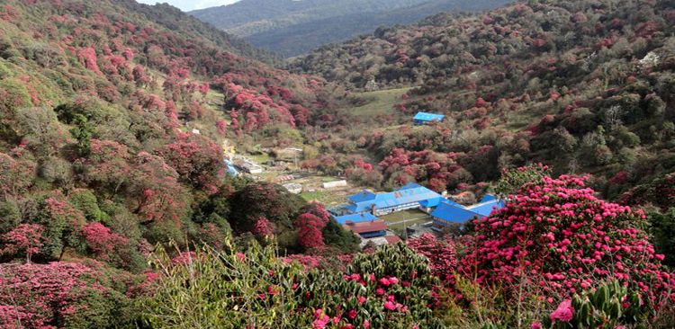 Blooming rhododendron in Gorepani Poon-hill. 