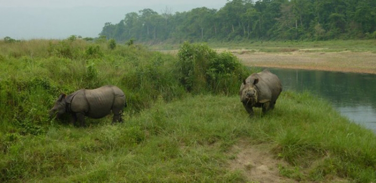 Jungle Safari in Nepal