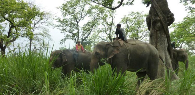 CHITWAN JUNGLE SAFARI