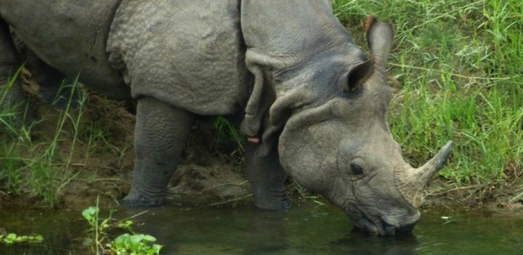 Rhinoceros in the Chitwan National Park