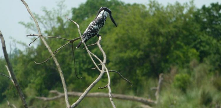 In the Chitwan National Park