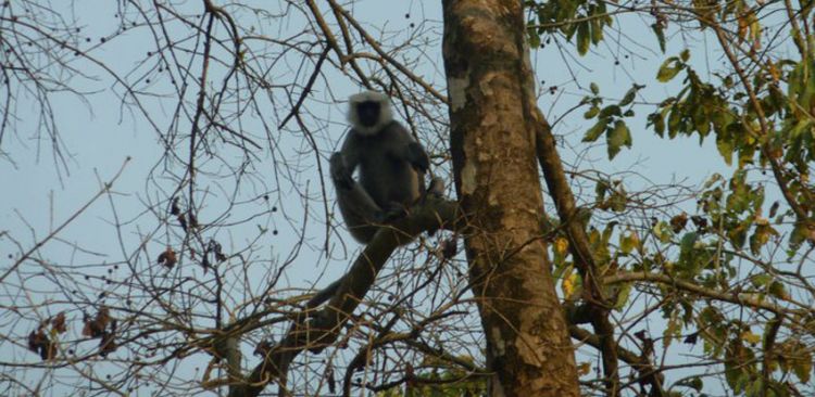 Bardia Wildlife Safari