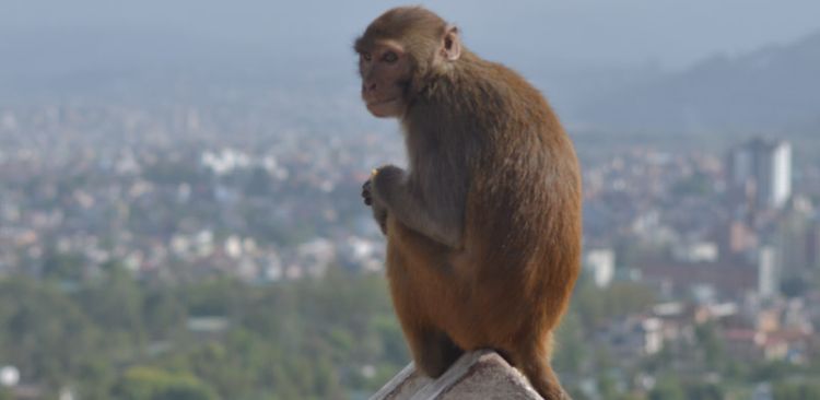Kathmandu Valley (Monkey)
