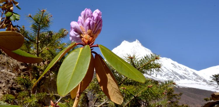 Blooming the rhododendron in March & April on the trail. 