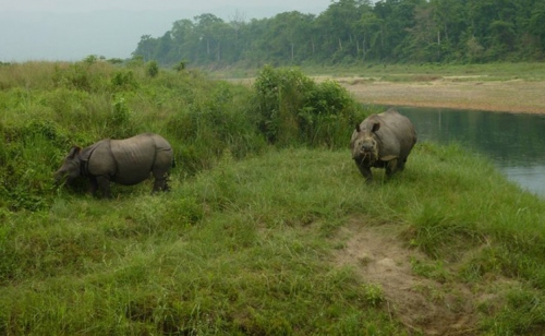 Unicorn rhinoceros  In the Chitwan National Park