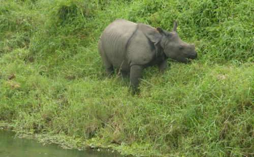 Bardia Wildlife Safari 