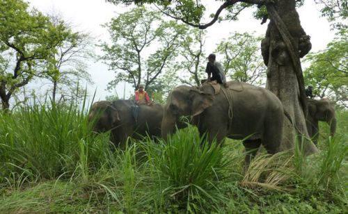 In the Chitwan National Park 