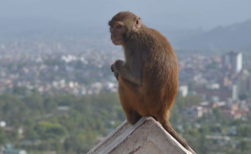In Kathmandu Valley.