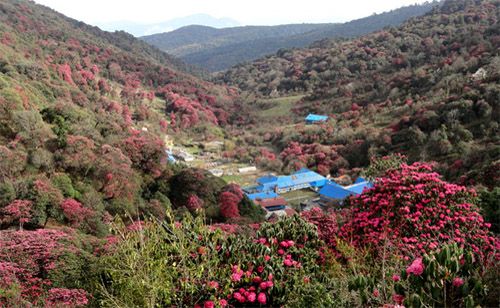 Blooming rhododendron in Gorepani Poon-hill. 