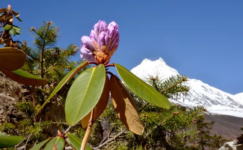 Blooming the rhododendron in March & April on the trail.  
