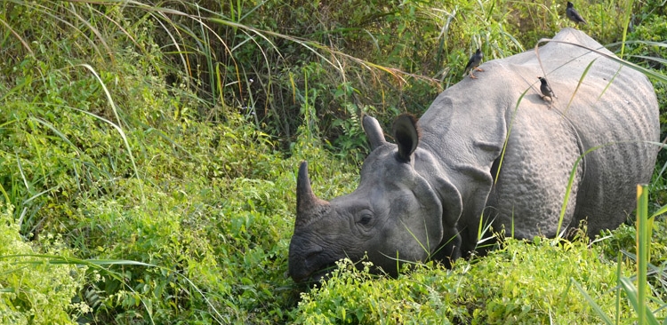 Une corne rhinocérose au parc national Chitwan.