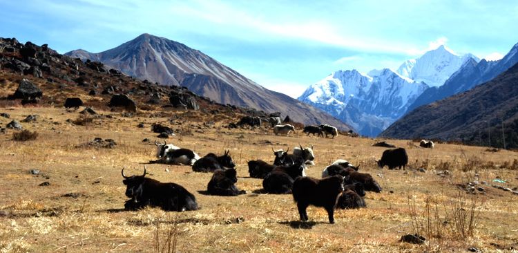 Les yaks sont au-dessus du Langtang. 