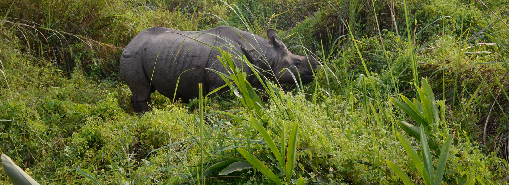 Une Corne Rhinocéros Au Parc Chitwan