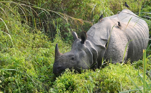 Une corne rhinocérose au parc national Chitwan.