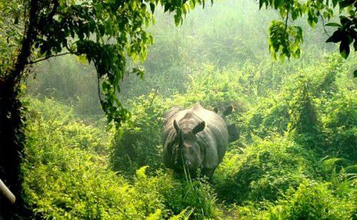 Chitwan Jungle Safari