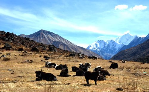 Les yaks sont au-dessus du Langtang.  